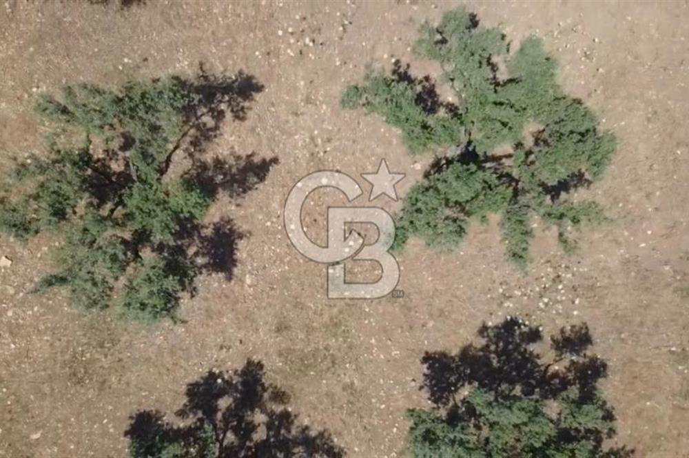 Foça Gerenköy'de Satılık 584 m2 Tarla