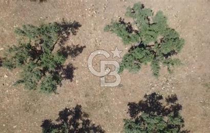 Foça Gerenköy'de Satılık 584 m2 Tarla