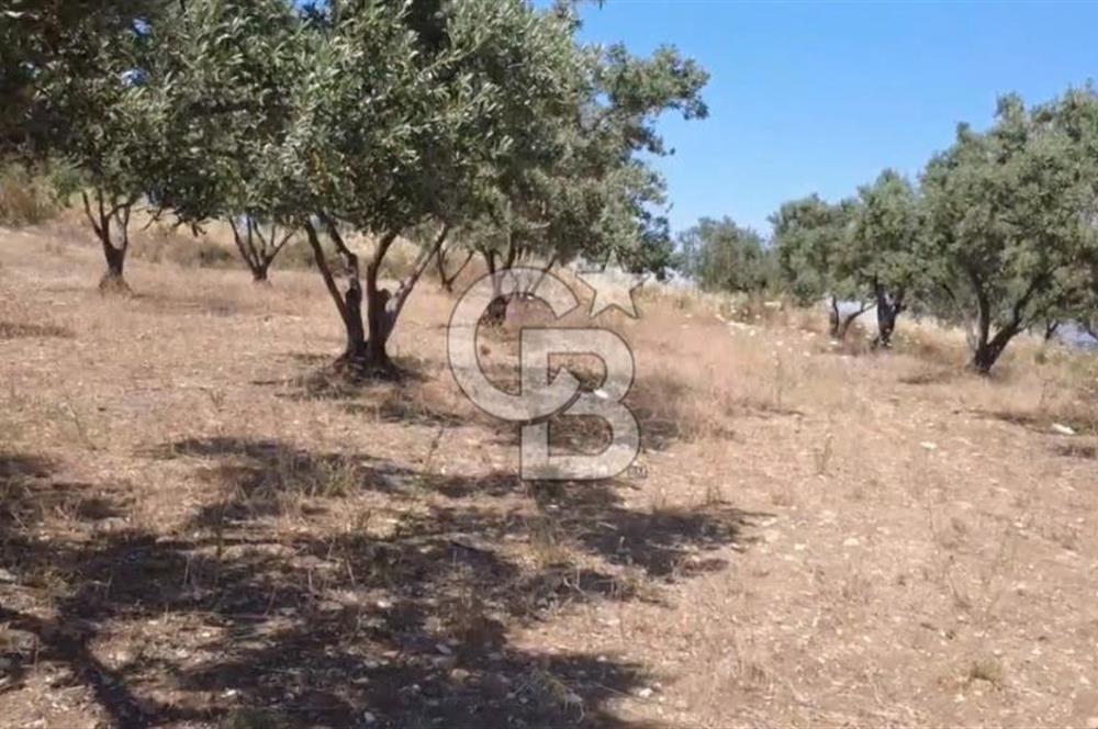 Foça Gerenköy'de Satılık 584 m2 Tarla