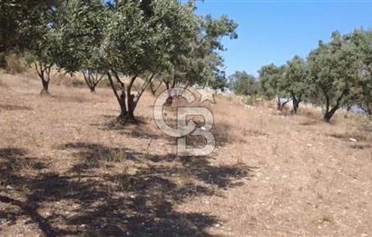 Foça Gerenköy'de Satılık 584 m2 Tarla