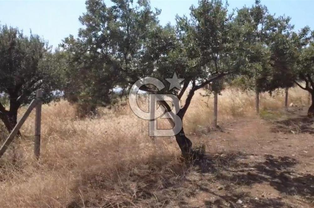 Foça Gerenköy'de Satılık 584 m2 Tarla