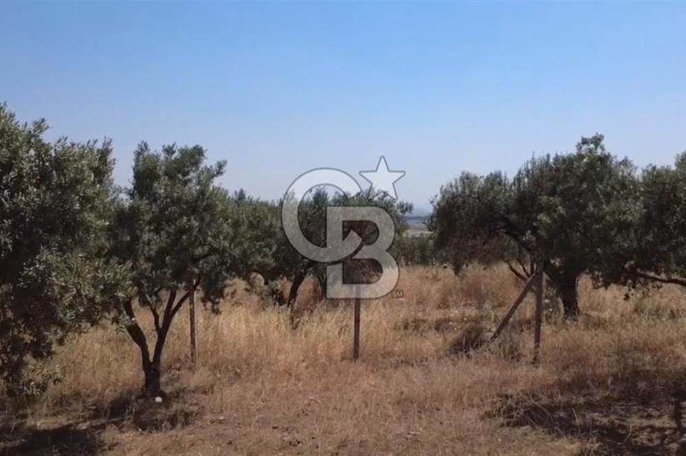 Foça Gerenköy'de Satılık 584 m2 Tarla