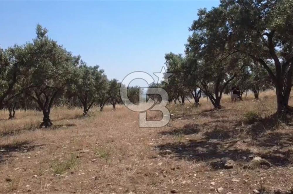 Foça Gerenköy'de Satılık 584 m2 Tarla