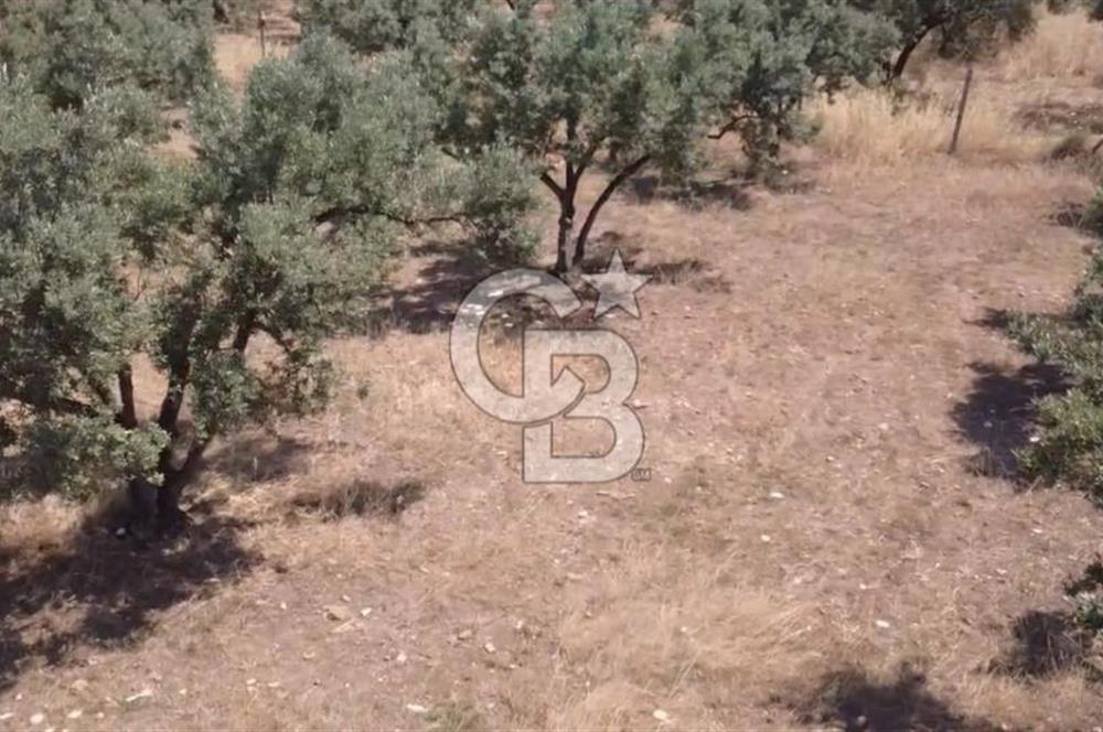 Foça Gerenköy'de Satılık 584 m2 Tarla