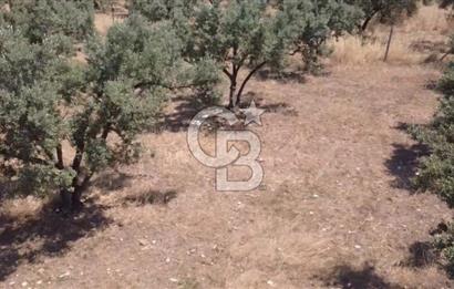 Foça Gerenköy'de Satılık 584 m2 Tarla