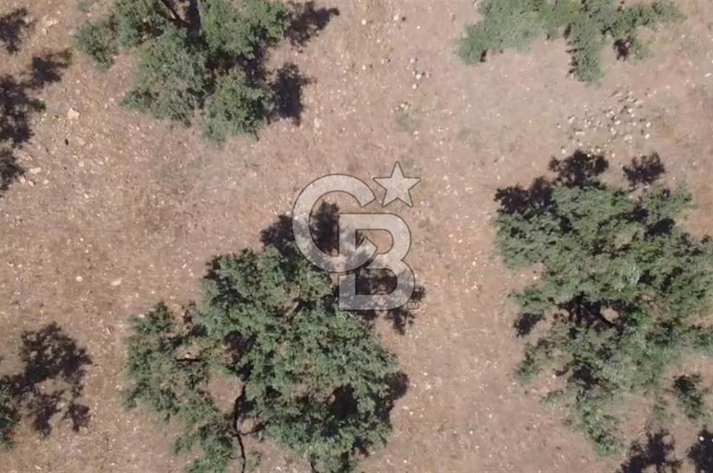 Foça Gerenköy'de Satılık 584 m2 Tarla
