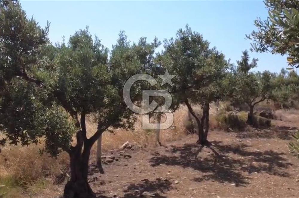 Foça Gerenköy'de Satılık 584 m2 Tarla