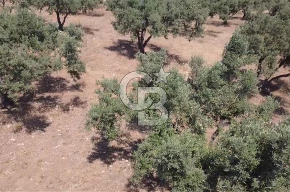 Foça Gerenköy'de Satılık 584 m2 Tarla