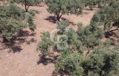 Foça Gerenköy'de Satılık 584 m2 Tarla