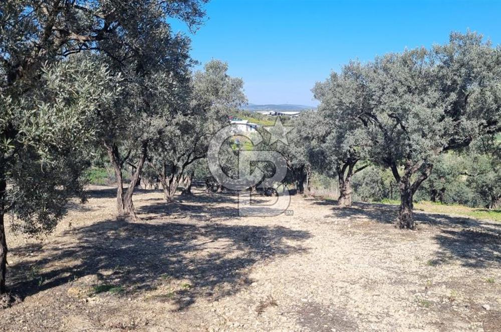 Foça Gerenköy'de Satılık 584 m2 Tarla
