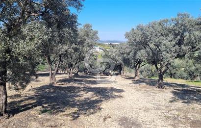Foça Gerenköy'de Satılık 584 m2 Tarla