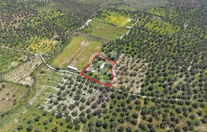 KUZEY EGEDE DOĞAYLA İÇ İÇE DENİZE 10 DK ÇOK YÖNLÜ ZEYTİNLİK