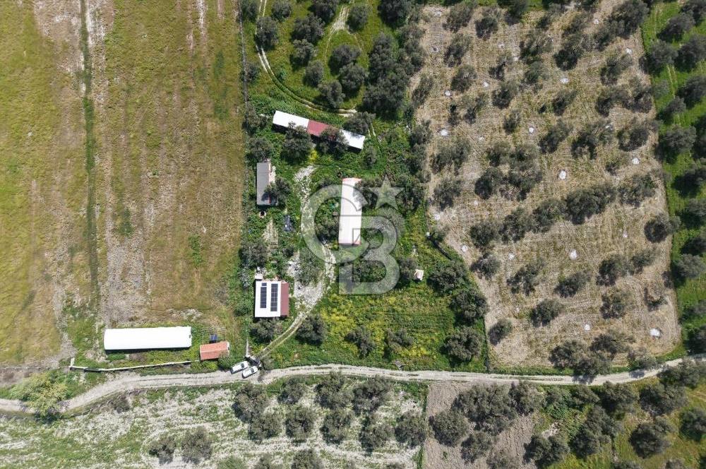 KUZEY EGEDE DOĞAYLA İÇ İÇE DENİZE 10 DK ÇOK YÖNLÜ ZEYTİNLİK