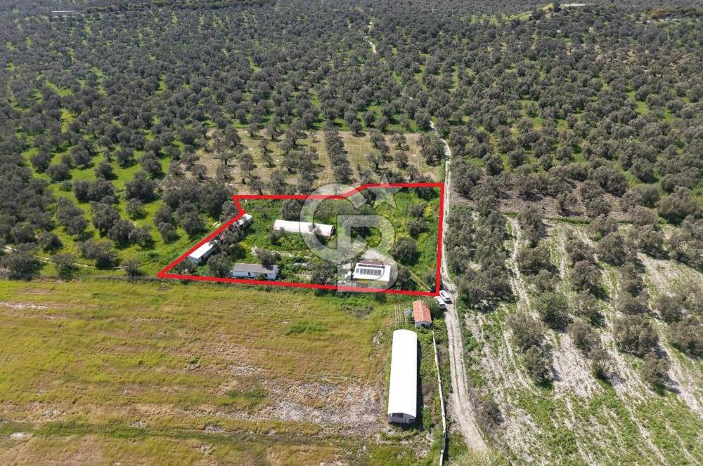 KUZEY EGEDE DOĞAYLA İÇ İÇE DENİZE 10 DK ÇOK YÖNLÜ ZEYTİNLİK