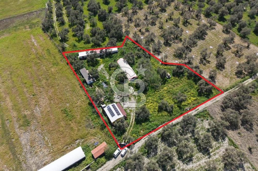 KUZEY EGEDE DOĞAYLA İÇ İÇE DENİZE 10 DK ÇOK YÖNLÜ ZEYTİNLİK