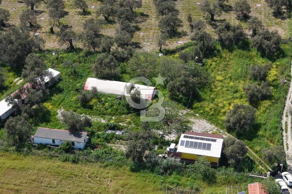 KUZEY EGEDE DOĞAYLA İÇ İÇE DENİZE 10 DK ÇOK YÖNLÜ ZEYTİNLİK
