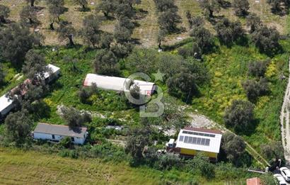 KUZEY EGEDE DOĞAYLA İÇ İÇE DENİZE 10 DK ÇOK YÖNLÜ ZEYTİNLİK