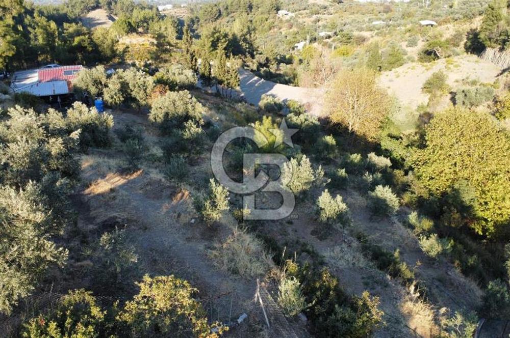 İZMİR KEMALPAŞA ÖREN'DE SATILIK 9392M2 ZEYTİNLİK VE HAZIR YAŞAM ALANI
