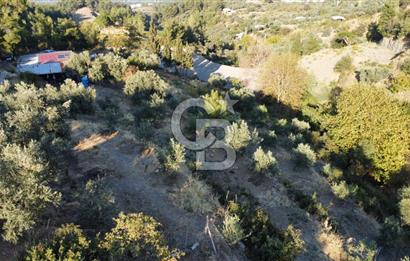 İZMİR KEMALPAŞA ÖREN'DE SATILIK 9392M2 ZEYTİNLİK VE HAZIR YAŞAM ALANI