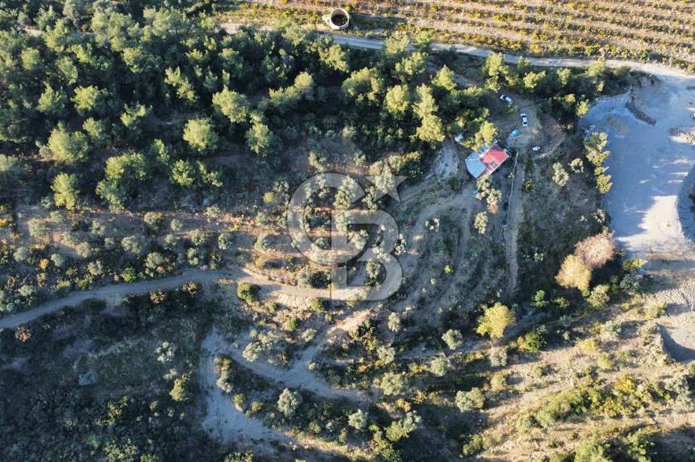 İZMİR KEMALPAŞA ÖREN'DE SATILIK 9392M2 ZEYTİNLİK VE HAZIR YAŞAM ALANI