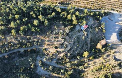 İZMİR KEMALPAŞA ÖREN'DE SATILIK 9392M2 ZEYTİNLİK VE HAZIR YAŞAM ALANI