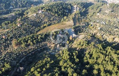 İZMİR KEMALPAŞA ÖREN'DE SATILIK 9392M2 ZEYTİNLİK VE HAZIR YAŞAM ALANI