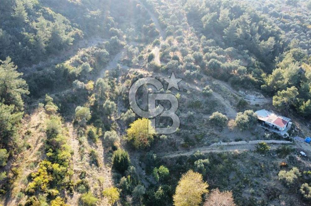 İZMİR KEMALPAŞA ÖREN'DE SATILIK 9392M2 ZEYTİNLİK VE HAZIR YAŞAM ALANI