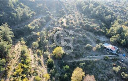 İZMİR KEMALPAŞA ÖREN'DE SATILIK 9392M2 ZEYTİNLİK VE HAZIR YAŞAM ALANI
