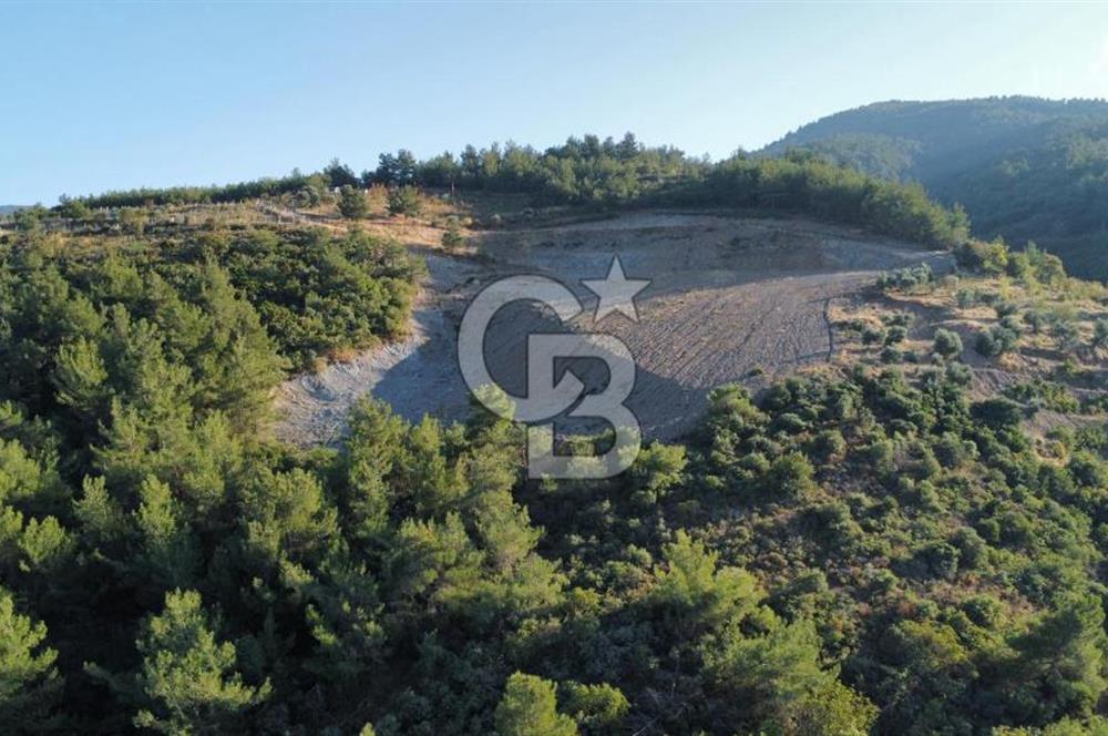 İZMİR KEMALPAŞA ÖREN'DE SATILIK 9392M2 ZEYTİNLİK VE HAZIR YAŞAM ALANI