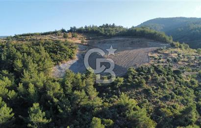 İZMİR KEMALPAŞA ÖREN'DE SATILIK 9392M2 ZEYTİNLİK VE HAZIR YAŞAM ALANI