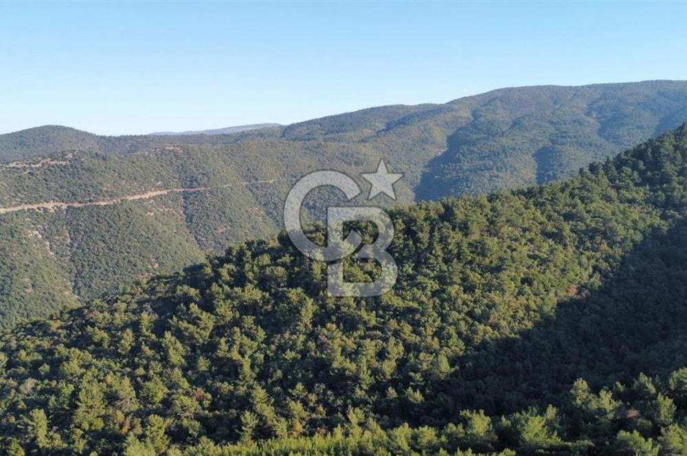 İZMİR KEMALPAŞA ÖREN'DE SATILIK 9392M2 ZEYTİNLİK VE HAZIR YAŞAM ALANI