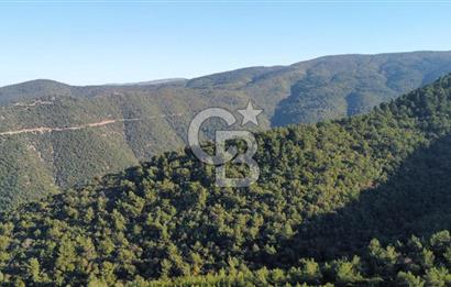İZMİR KEMALPAŞA ÖREN'DE SATILIK 9392M2 ZEYTİNLİK VE HAZIR YAŞAM ALANI