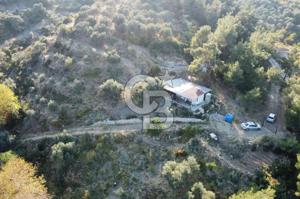 İZMİR KEMALPAŞA ÖREN'DE SATILIK 9392M2 ZEYTİNLİK VE HAZIR YAŞAM ALANI