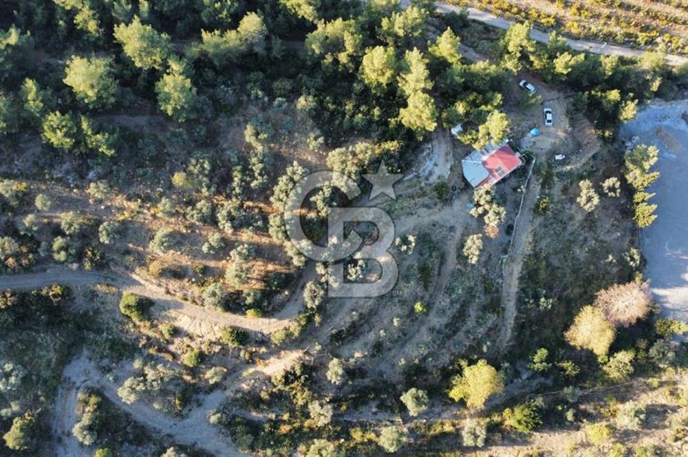 İZMİR KEMALPAŞA ÖREN'DE SATILIK 9392M2 ZEYTİNLİK VE HAZIR YAŞAM ALANI