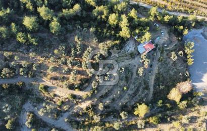 İZMİR KEMALPAŞA ÖREN'DE SATILIK 9392M2 ZEYTİNLİK VE HAZIR YAŞAM ALANI