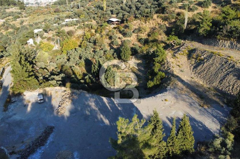İZMİR KEMALPAŞA ÖREN'DE SATILIK 9392M2 ZEYTİNLİK VE HAZIR YAŞAM ALANI