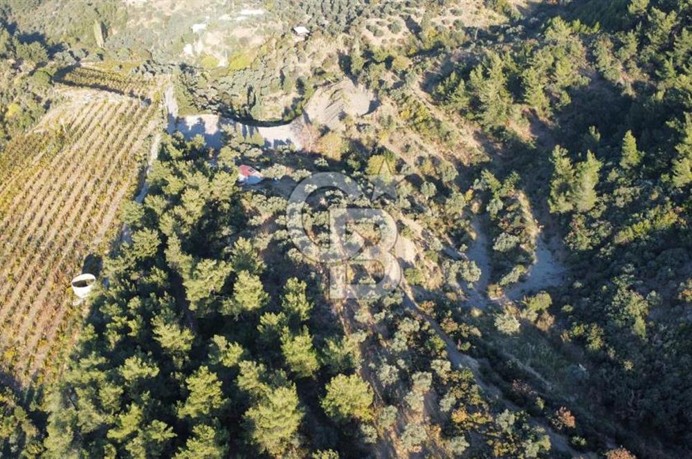 İZMİR KEMALPAŞA ÖREN'DE SATILIK 9392M2 ZEYTİNLİK VE HAZIR YAŞAM ALANI