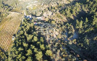 İZMİR KEMALPAŞA ÖREN'DE SATILIK 9392M2 ZEYTİNLİK VE HAZIR YAŞAM ALANI
