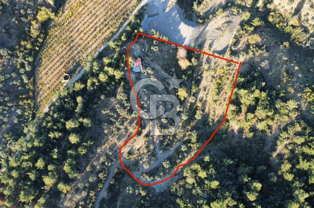 İZMİR KEMALPAŞA ÖREN'DE SATILIK 9392M2 ZEYTİNLİK VE HAZIR YAŞAM ALANI
