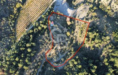 İZMİR KEMALPAŞA ÖREN'DE SATILIK 9392M2 ZEYTİNLİK VE HAZIR YAŞAM ALANI