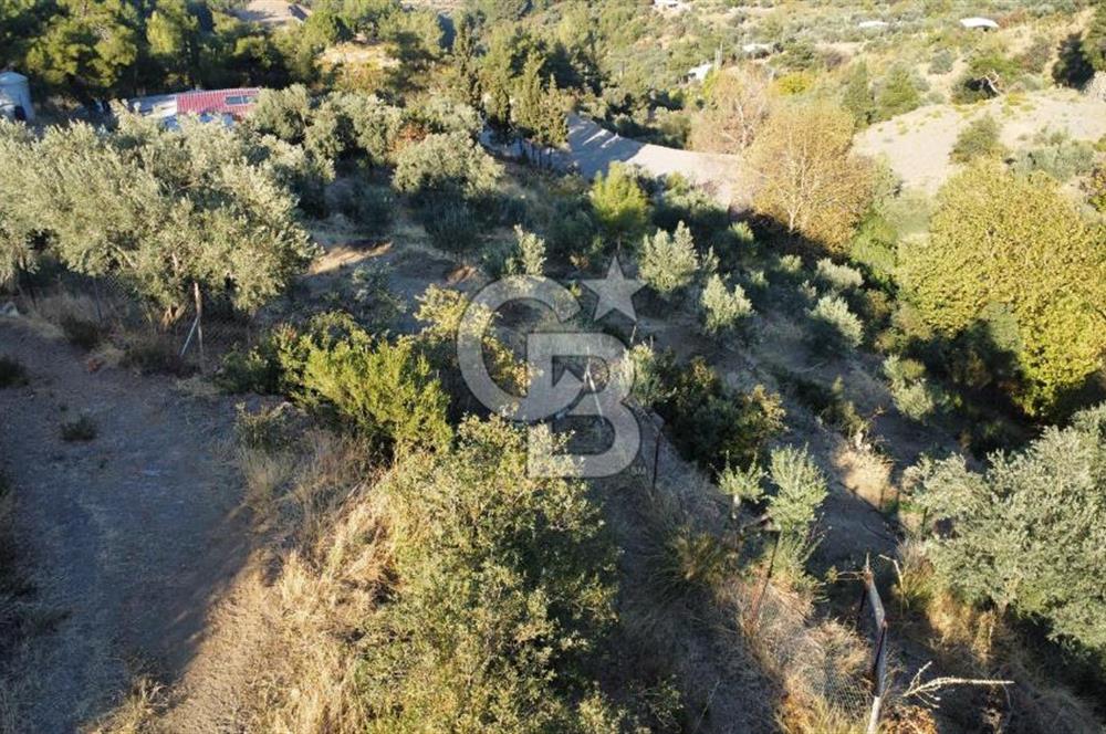 İZMİR KEMALPAŞA ÖREN'DE SATILIK 9392M2 ZEYTİNLİK VE HAZIR YAŞAM ALANI