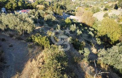 İZMİR KEMALPAŞA ÖREN'DE SATILIK 9392M2 ZEYTİNLİK VE HAZIR YAŞAM ALANI