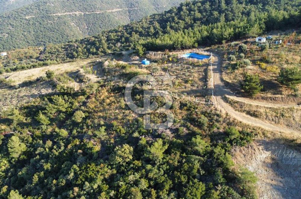 İZMİR KEMALPAŞA ÖREN'DE SATILIK 9392M2 ZEYTİNLİK VE HAZIR YAŞAM ALANI