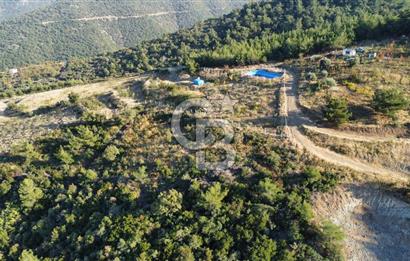 İZMİR KEMALPAŞA ÖREN'DE SATILIK 9392M2 ZEYTİNLİK VE HAZIR YAŞAM ALANI