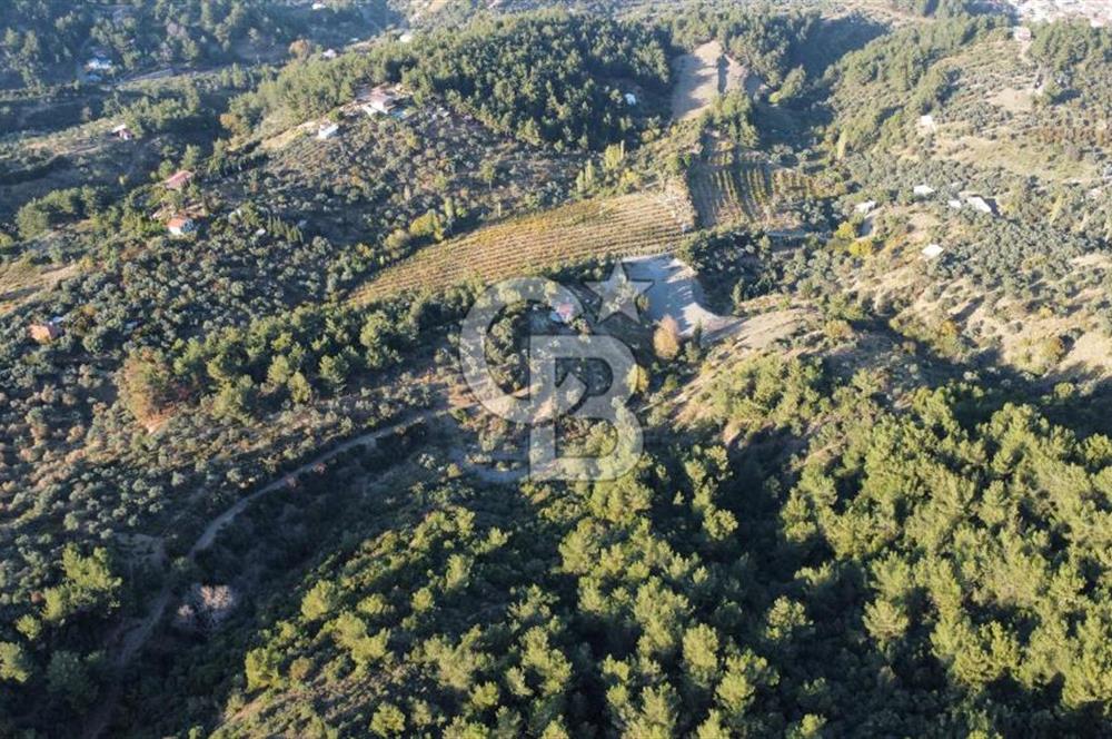 İZMİR KEMALPAŞA ÖREN'DE SATILIK 9392M2 ZEYTİNLİK VE HAZIR YAŞAM ALANI