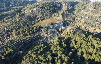 İZMİR KEMALPAŞA ÖREN'DE SATILIK 9392M2 ZEYTİNLİK VE HAZIR YAŞAM ALANI