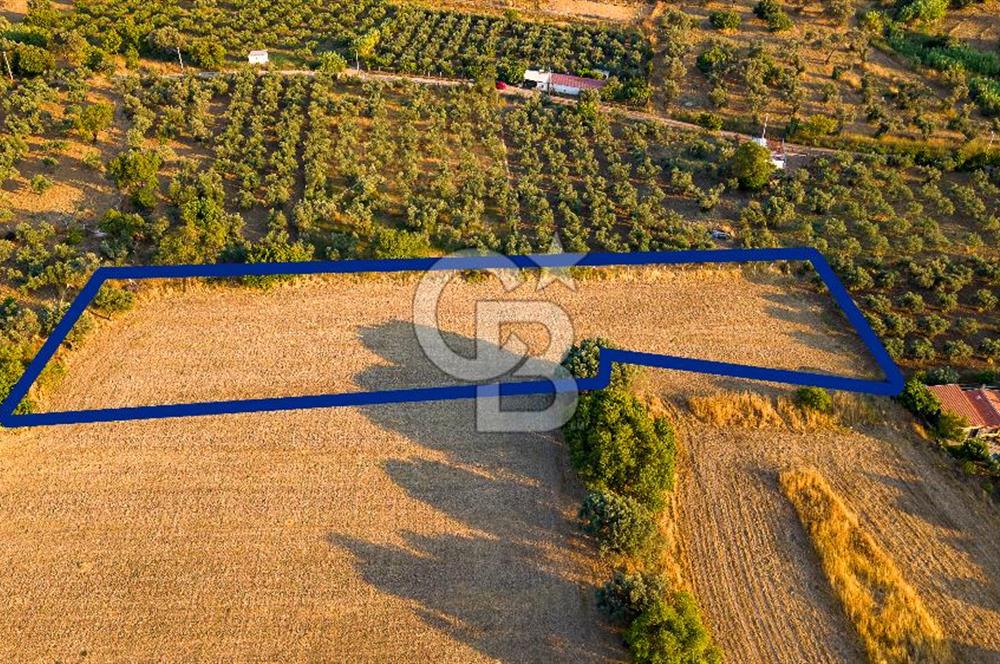 Foça Kozbeyli'de Satılık Tarla