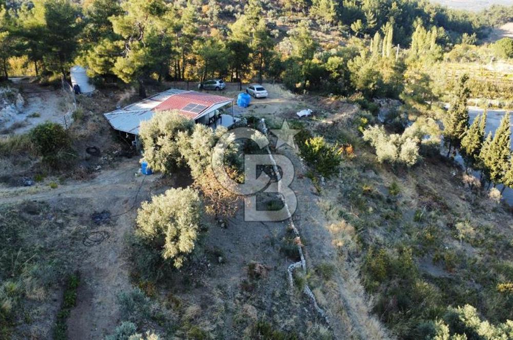 İZMİR KEMALPAŞA ÖREN'DE SATILIK 9392M2 ZEYTİNLİK VE HAZIR YAŞAM ALANI