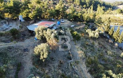 İZMİR KEMALPAŞA ÖREN'DE SATILIK 9392M2 ZEYTİNLİK VE HAZIR YAŞAM ALANI