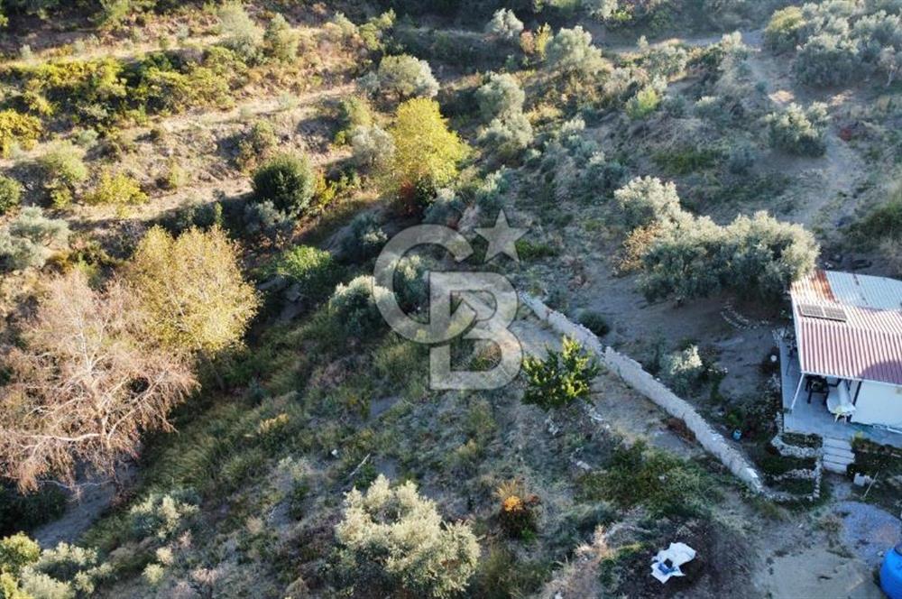İZMİR KEMALPAŞA ÖREN'DE SATILIK 9392M2 ZEYTİNLİK VE HAZIR YAŞAM ALANI